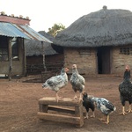 Local Swazi homestead
